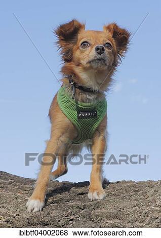"Mixed-breed Chihuahua standing on a tree trunk, Germany, Europe" View Large Photo Image Stock Photo - "Mixed-breed Chihuahua standing on a tree trunk, Germany, Europe". Fotosearch