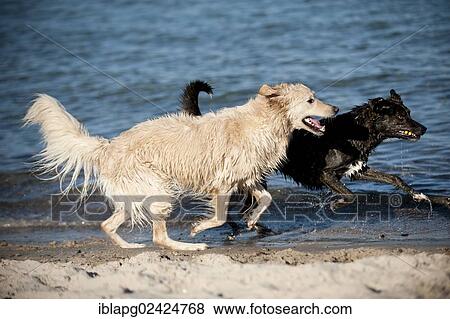 Mixed-breed dog and a Golden Retriever running along the beach View Large Photo Image Stock Photo - Mixed-breed dog and a Golden Retriever running along the beach. Fotosearch
