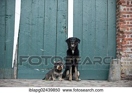 Mixed-breed dog and a wire-haired Dachshund sitting in front of a gate View Large Photo Image Stock Image - Mixed-breed dog and a wire-haired Dachshund sitting in front of a gate. Fotosearch