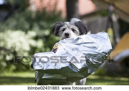 Mixed-breed dog carrying an empty feed bag in its mouth View Large Photo Image Stock Image - Mixed-breed dog carrying an empty feed bag in its mouth. Fotosearch