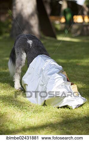 Mixed-breed dog crawling into an empty feed bag to search for the last crumbs View Large Photo Image Stock Image - Mixed-breed dog crawling into an empty feed bag to search for the last crumbs. Fotosearch