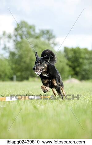 Mixed-breed dog during longeing training View Large Photo Image Stock Image - Mixed-breed dog during longeing training. Fotosearch