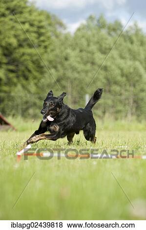 Mixed-breed dog during longeing training View Large Photo Image Stock Photo - Mixed-breed dog during longeing training. Fotosearch