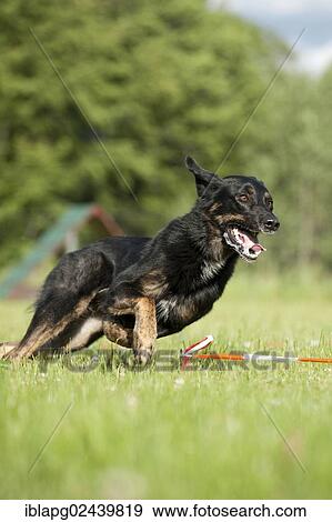 Mixed-breed dog during longeing training View Large Photo Image Stock Photo - Mixed-breed dog during longeing training. Fotosearch