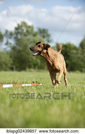 Mixed-breed dog during longeing training View Large Photo Image Stock Photo - Mixed-breed dog during longeing training. Fotosearch