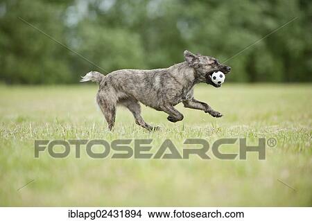 Mixed-breed dog fetching a ball View Large Photo Image Picture - Mixed-breed dog fetching a ball. Fotosearch
