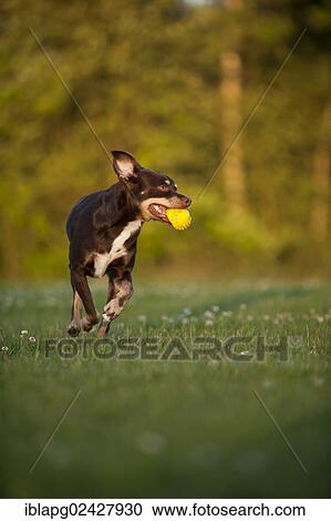 Mixed-breed dog fetching a ball View Large Photo Image Stock Image - Mixed-breed dog fetching a ball. Fotosearch