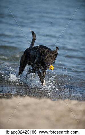 Stock Photograph - Mixed-breed dog fetching toys out of the water. Fotosearch