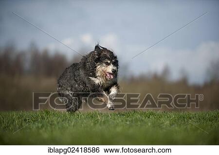 Mixed breed dog galloping across a meadow View Large Photo Image Stock Photograph - Mixed breed dog galloping across a meadow. Fotosearch