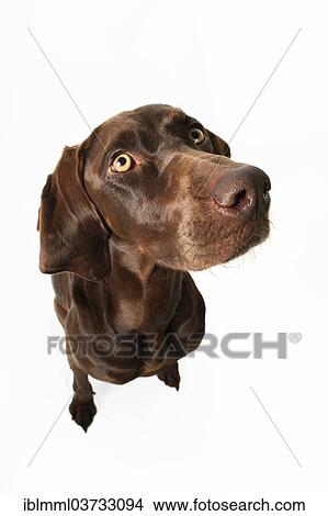 Picture - "Mixed-breed dog, Germany, Europe". Fotosearch