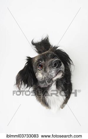 Stock Image - "Mixed-breed dog, Germany, Europe". Fotosearch