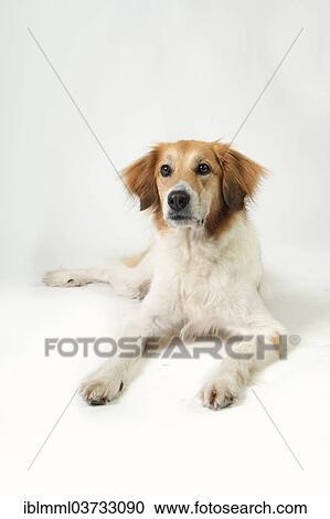 Stock Image - "Mixed-breed dog, Germany, Europe". Fotosearch