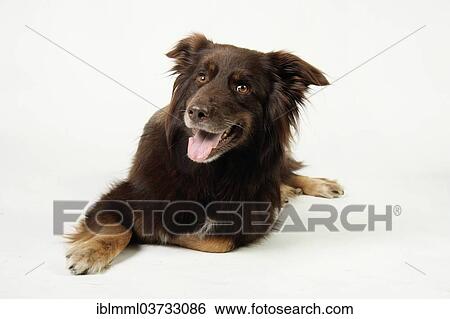 Stock Photograph - "Mixed-breed dog, Germany, Europe". Fotosearch