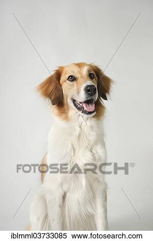 "Mixed-breed dog, Germany, Europe" View Large Photo Image Stock Photography - "Mixed-breed dog, Germany, Europe". Fotosearch
