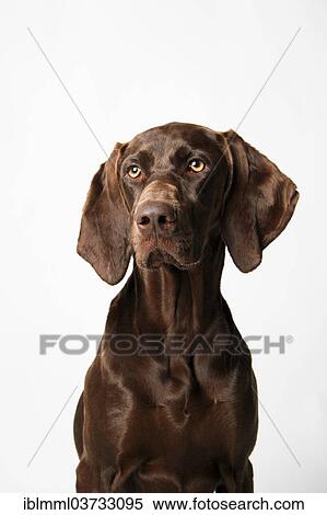 Stock Photography - "Mixed-breed dog, Germany, Europe". Fotosearch