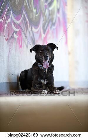 Mixed-breed dog in a condemned building in front of a wall with graffiti View Large Photo Image Stock Photo - Mixed-breed dog in a condemned building in front of a wall with graffiti. Fotosearch