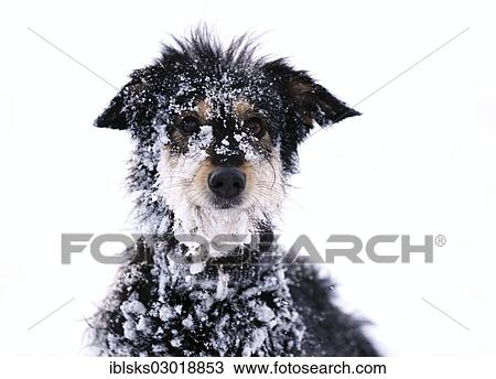 "Mixed-breed dog in the snow, Old German Sheepdog and Dachshund mix, portrait, Satteldorf, Schwabisch Hall, Baden-Wurttemberg, Germany, Europe" View Large Photo Image Stock Image - "Mixed-breed dog in the snow, Old German Sheepdog and Dachshund mix, portrait, Satteldorf, Schwabisch Hall, Baden-Wurttemberg, Germany, Europe". Fotosearch