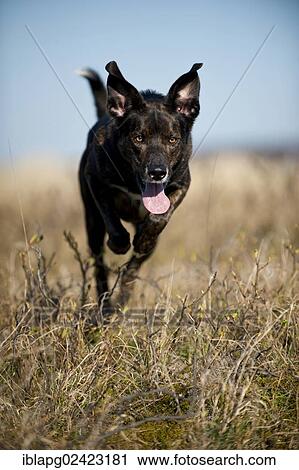 Mixed-breed dog jumping in a meadow View Large Photo Image Stock Image - Mixed-breed dog jumping in a meadow. Fotosearch