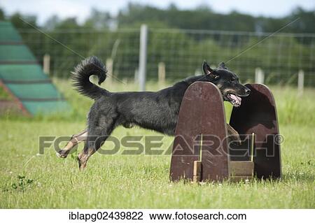 "Mixed-breed dog jumping over a hurdle, flyball" View Large Photo Image Stock Image - "Mixed-breed dog jumping over a hurdle, flyball". Fotosearch