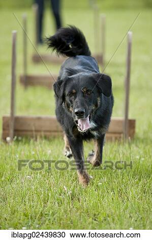 "Mixed-breed dog jumping over a hurdle, flyball" View Large Photo Image Stock Image - "Mixed-breed dog jumping over a hurdle, flyball". Fotosearch