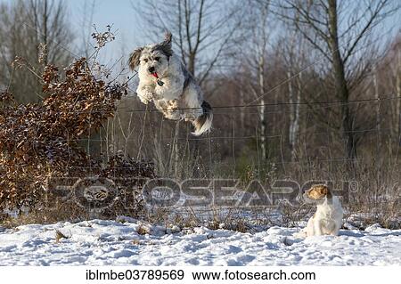 "Mixed-breed dog jumping over a wire fence with a dog training clicker in its mouth, while being watched by a young Jack Russell Terrier bitch sitting beside it in the snow, Doberitzer Heath, Wustermark, Brandenburg, Germany, Europe" View Large Photo Image Stock Photo - "Mixed-breed dog jumping over a wire fence with a dog training clicker in its mouth, while being watched by a young Jack Russell Terrier bitch sitting beside it in the snow, Doberitzer Heath, Wustermark, Brandenburg, Germany, Europe". Fotosearch