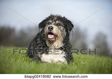 Stock Image - Mixed breed dog lying in a meadow. Fotosearch
