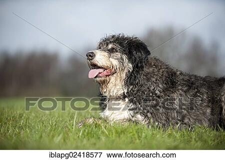 Mixed breed dog lying in a meadow View Large Photo Image Stock Photo - Mixed breed dog lying in a meadow. Fotosearch