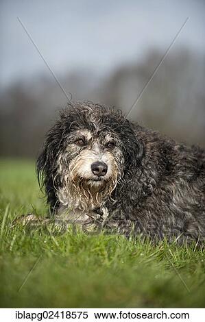 Mixed breed dog lying in a meadow View Large Photo Image Stock Photography - Mixed breed dog lying in a meadow. Fotosearch