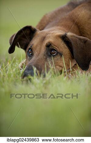 Stock Image - "Mixed-breed dog lying in the grass, portrait". Fotosearch