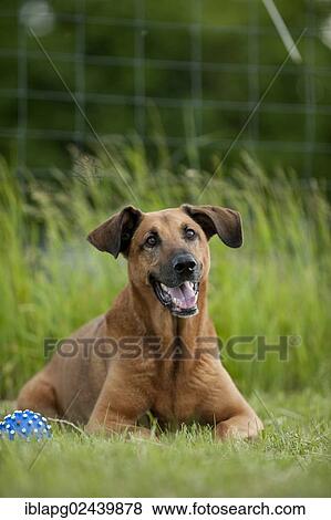 Mixed-breed dog lying on a meadow View Large Photo Image Stock Photo - Mixed-breed dog lying on a meadow. Fotosearch