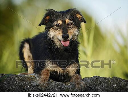 Stock Image - Mixed-breed dog lying on a rock. Fotosearch