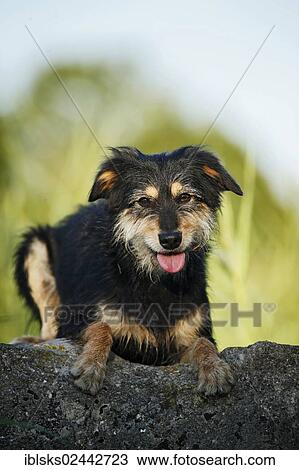 Mixed-breed dog lying on a rock View Large Photo Image Stock Image - Mixed-breed dog lying on a rock. Fotosearch