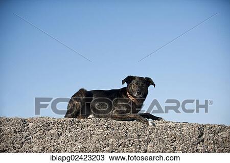 Mixed-breed dog lying on a wall View Large Photo Image Stock Image - Mixed-breed dog lying on a wall. Fotosearch