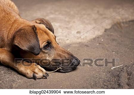 "Mixed-breed dog, lying, portrait" View Large Photo Image Picture - "Mixed-breed dog, lying, portrait". Fotosearch