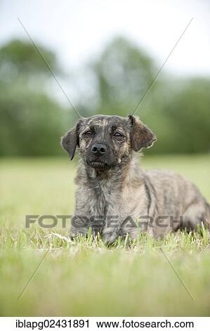 "Mixed-breed dog, lying" View Large Photo Image Stock Image - "Mixed-breed dog, lying". Fotosearch