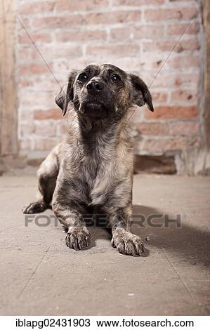 "Mixed-breed dog, lying" View Large Photo Image Stock Image - "Mixed-breed dog, lying". Fotosearch