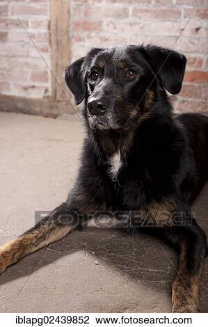 "Mixed-breed dog, lying" View Large Photo Image Stock Image - "Mixed-breed dog, lying". Fotosearch