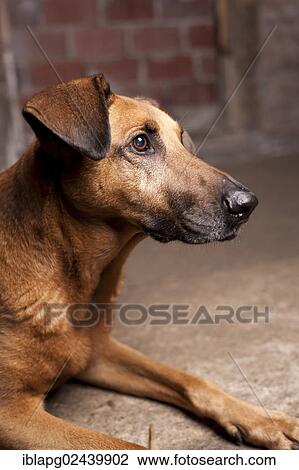 "Mixed-breed dog, lying" View Large Photo Image Stock Image - "Mixed-breed dog, lying". Fotosearch