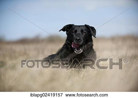 Mixed breed dog, lying View Large Photo Image Stock Photo - Mixed breed dog, lying. Fotosearch