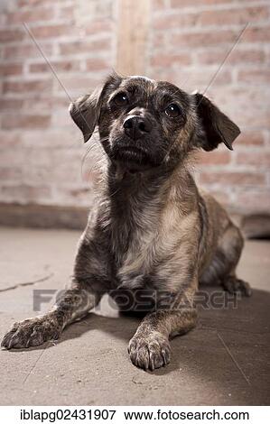 "Mixed-breed dog, lying" View Large Photo Image Stock Photo - "Mixed-breed dog, lying". Fotosearch