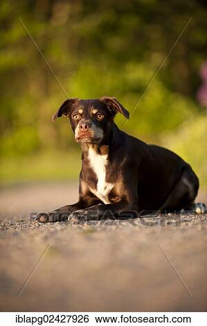 "Mixed-breed dog, lying" View Large Photo Image Stock Photograph - "Mixed-breed dog, lying". Fotosearch