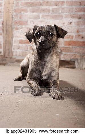 "Mixed-breed dog, lying" View Large Photo Image Stock Photography - "Mixed-breed dog, lying". Fotosearch