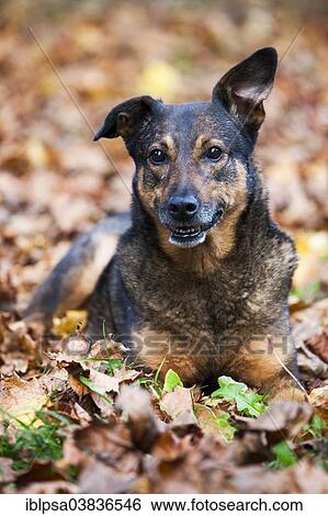 "Mixed breed dog, mongrel, lying on autumn leaves" View Large Photo Image Stock Photograph - "Mixed breed dog, mongrel, lying on autumn leaves". Fotosearch