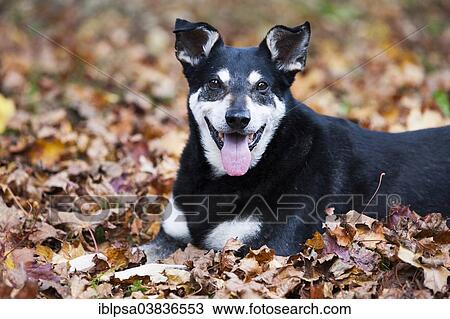 Stock Image - "Mixed-breed dog, mongrel, old dog, lying on autumn leaves". Fotosearch