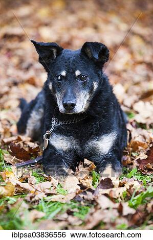 "Mixed-breed dog, mongrel, old dog, lying on autumn leaves, blind in one eye" View Large Photo Image Stock Photograph - "Mixed-breed dog, mongrel, old dog, lying on autumn leaves, blind in one eye". Fotosearch