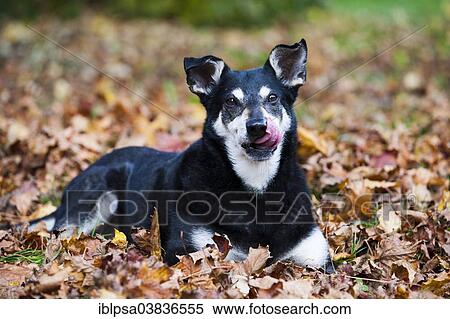 Stock Photography - "Mixed-breed dog, mongrel, old dog, lying on autumn leaves, licking its mouth". Fotosearch