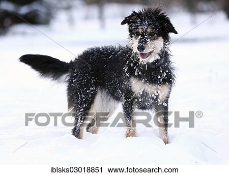 "Mixed-breed dog, Old German Sheepdog and Dachshund mix, standing in the snow, Satteldorf, Schwabisch Hall, Baden-Wurttemberg, Germany, Europe" View Large Photo Image Stock Image - "Mixed-breed dog, Old German Sheepdog and Dachshund mix, standing in the snow, Satteldorf, Schwabisch Hall, Baden-Wurttemberg, Germany, Europe". Fotosearch