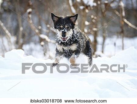 "Mixed-breed dog, Old German Sheepdog and Dachshund mix, running through the snow, Satteldorf, Schwabisch Hall, Baden-Wurttemberg, Germany, Europe" View Large Photo Image Stock Photo - "Mixed-breed dog, Old German Sheepdog and Dachshund mix, running through the snow, Satteldorf, Schwabisch Hall, Baden-Wurttemberg, Germany, Europe". Fotosearch
