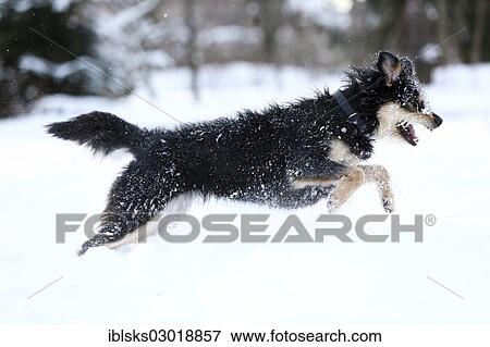 "Mixed-breed dog, Old German Sheepdog and Dachshund mix, running through the snow, Satteldorf, Schwabisch Hall, Baden-Wurttemberg, Germany, Europe" View Large Photo Image Stock Photo - "Mixed-breed dog, Old German Sheepdog and Dachshund mix, running through the snow, Satteldorf, Schwabisch Hall, Baden-Wurttemberg, Germany, Europe". Fotosearch
