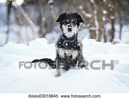 "Mixed-breed dog, Old German Sheepdog and Dachshund mix, sitting in the snow, Satteldorf, Schwabisch Hall, Baden-Wurttemberg, Germany, Europe" View Large Photo Image Stock Photography - "Mixed-breed dog, Old German Sheepdog and Dachshund mix, sitting in the snow, Satteldorf, Schwabisch Hall, Baden-Wurttemberg, Germany, Europe". Fotosearch
